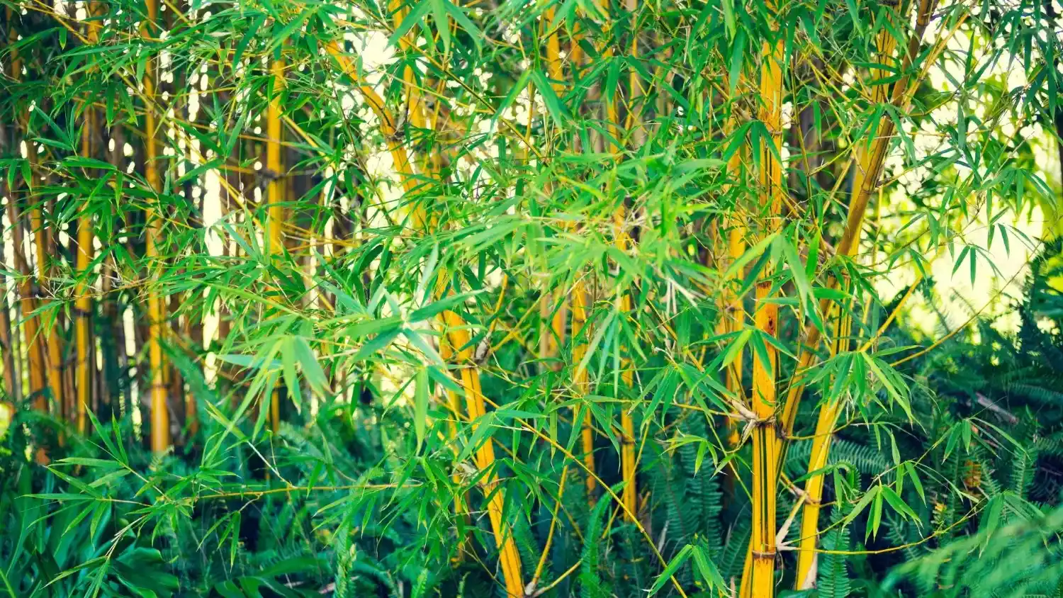 Fast growing bamboo as a renewable resource Bamboo as a renewable resource: fast-growing, sustainable, and an eco-friendly alternative to traditional wood.
