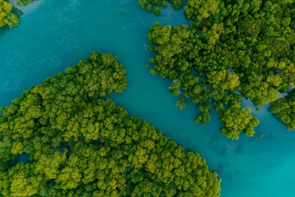 Luftaufnahme eines lebendigen Mangrovenwaldes und blauen Wassers