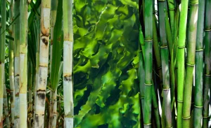 Bamboo seaweed and sugarcane showing eco materials