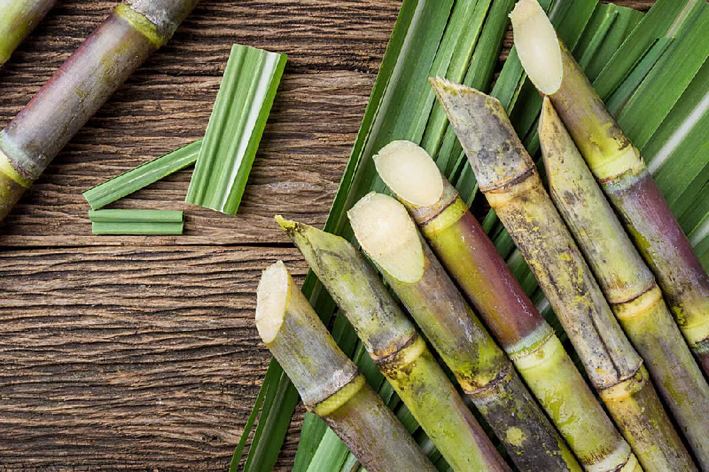 Cut sugarcane on wooden table with green leaves