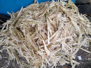 Pile of dry sugarcane bagasse collected outdoors