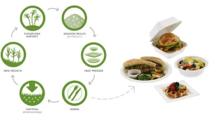 Sugarcane shown in eco cycle suggests its a biodegradable plant
