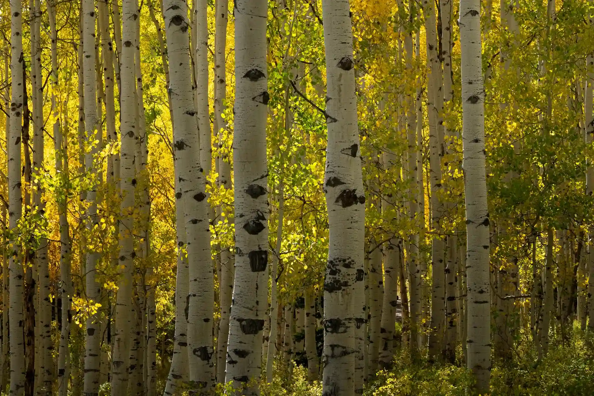 Birch trees growing in a bright forest setting